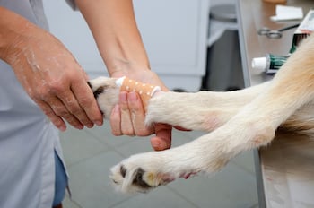 Clipping dew store claws
